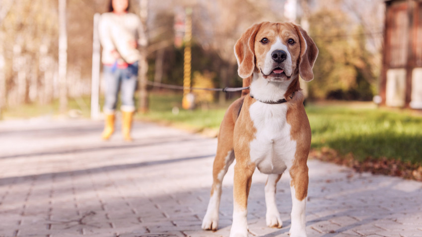 Hollanda'da sokağa dışkılayan köpekler ve sahipleri DNA testiyle bulunacak