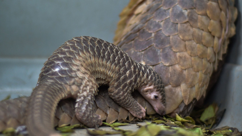 Nesli tükenmekte olan pangolinlerin yeni bir türü keşfedildi