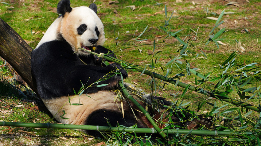 Çin ile ABD arasındaki 51 yıllık panda diplomasisi bitiyor