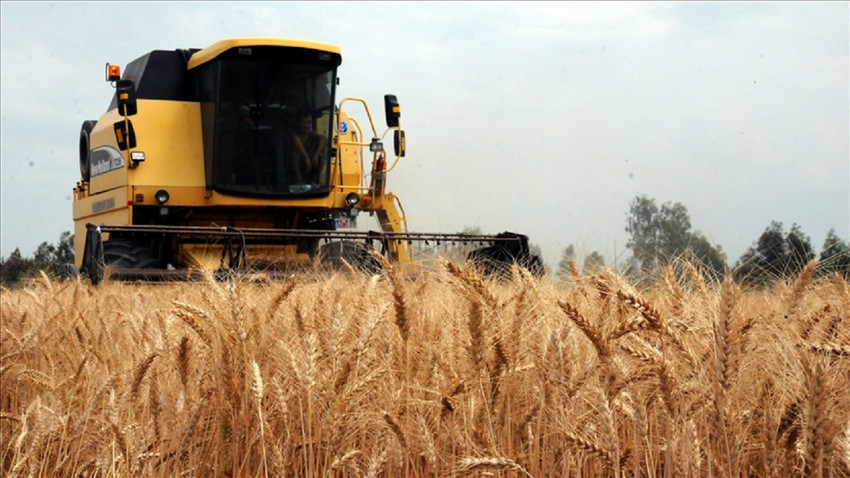 Kuraklık AB tahıl üretiminde sert düşüşe yol açtı
