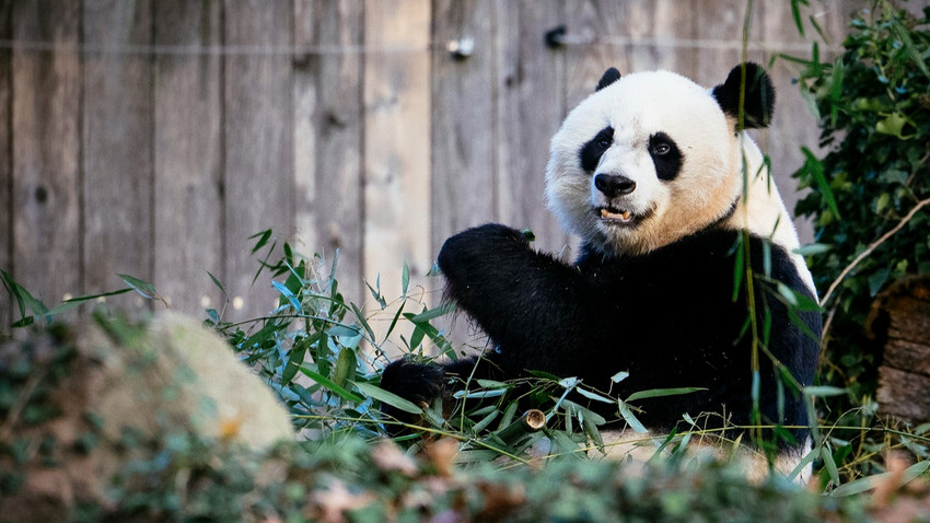 Washington'daki Smithsonian Ulusal Hayvanat Bahçesi'ndeki dev bir panda,  4 Kasım 2023 (Fotoğraf: Erin Schaff/The New York Times)