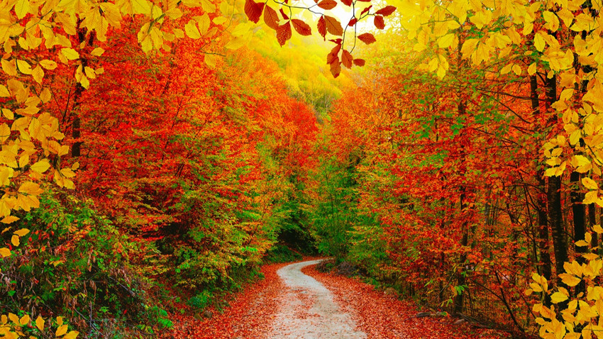 Bilim insanları araştırdı: Sonbaharda yapraklar neden renk değiştiriyor?
