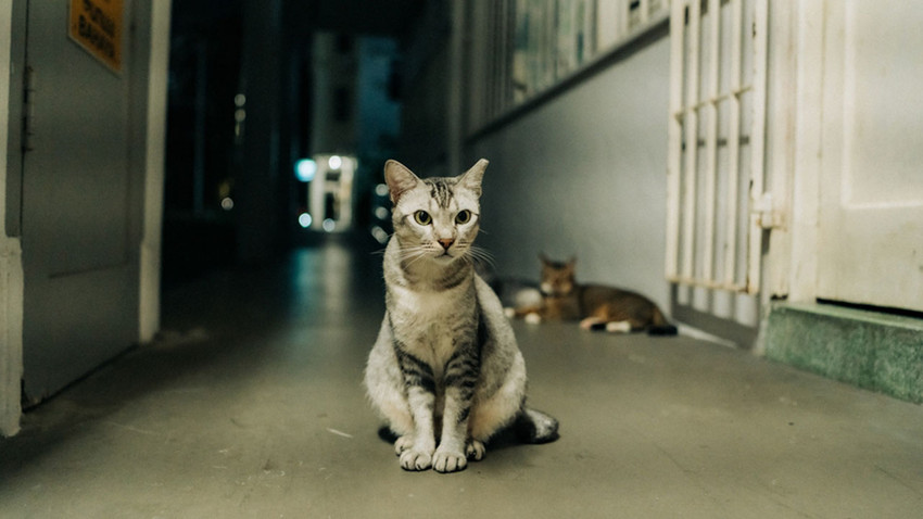 Singapur'da 34 yıllık kedi yasağı kaldırıldı