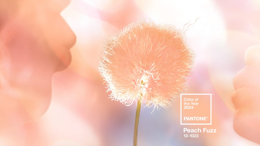 Pantone 2024'ün rengini seçti: Şeftali tüyü