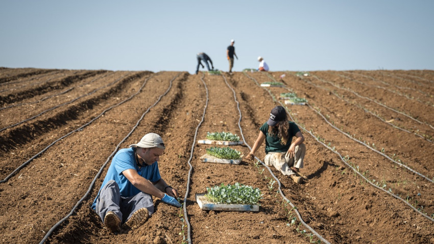 İsrail'in Tzofit kentindeki bir çiftlikte brokoli fidesi diken gönüllüler, 7 Kasım 2023. (Fotoğraf: Sergey Ponomarev/The New York Times)