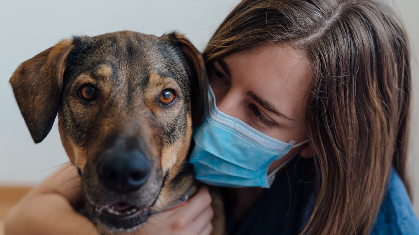 Pandemide sahiplenilen köpeklerde olumsuz davranışlar gözlemleniyor