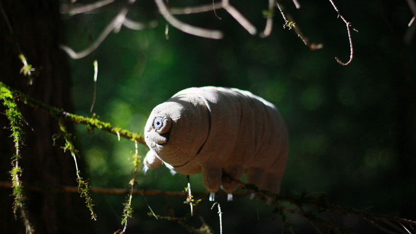 Tardigradların uzayda hayatta kalma sırrı çözüldü