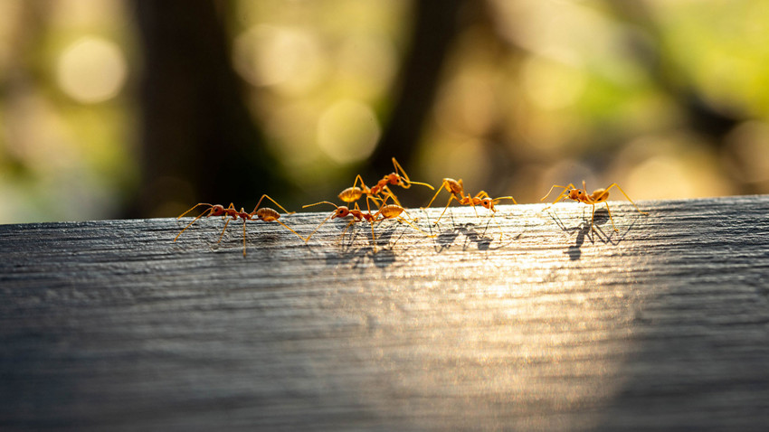Avustralya kırmızı ateş karıncalarına karşı 1 milyar dolar bütçe ayırdı