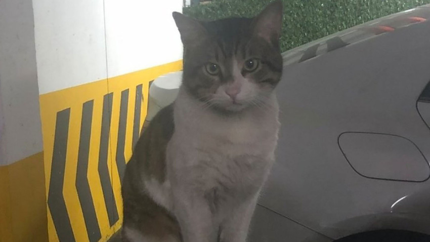 Savcılıktan Başakşehir'de kedi Eros'u öldüren sanık hakkındaki karara itiraz