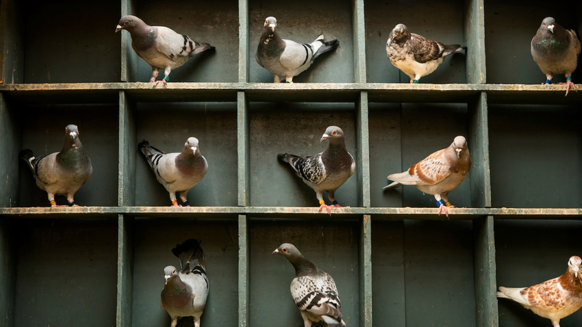 Yarış güvercinleri (Shutterstock)