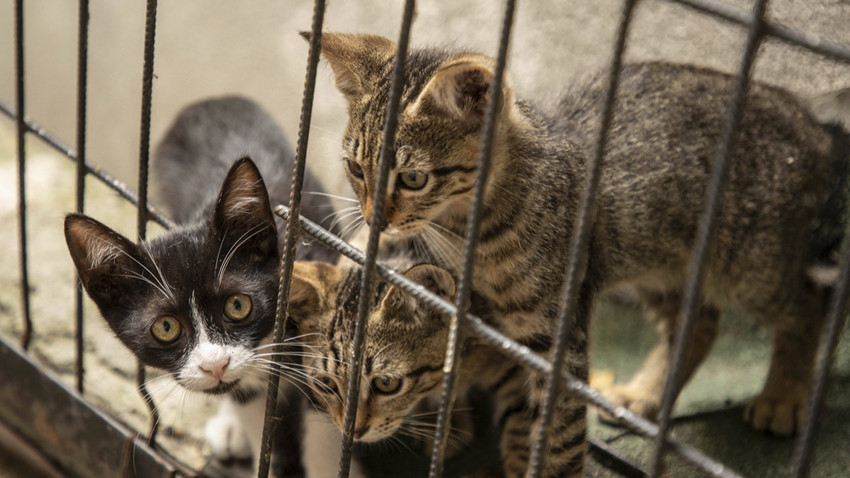 Bursa’da bir apartmanda başları kesilerek öldürülmüş 6 yavru kedi bulundu