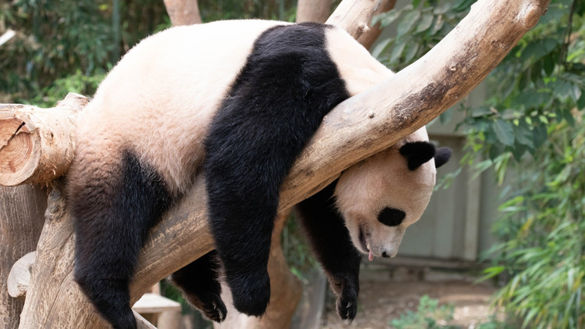 Güney Kore'deki dev panda Fu Bao, Çin'e gönderiliyor