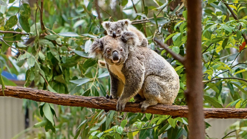 Avustralya’daki Currumbin Vahşi Yaşam Hastanesi'nde bir koala ve yavrusu. (Chang W. Lee / The New York Times)