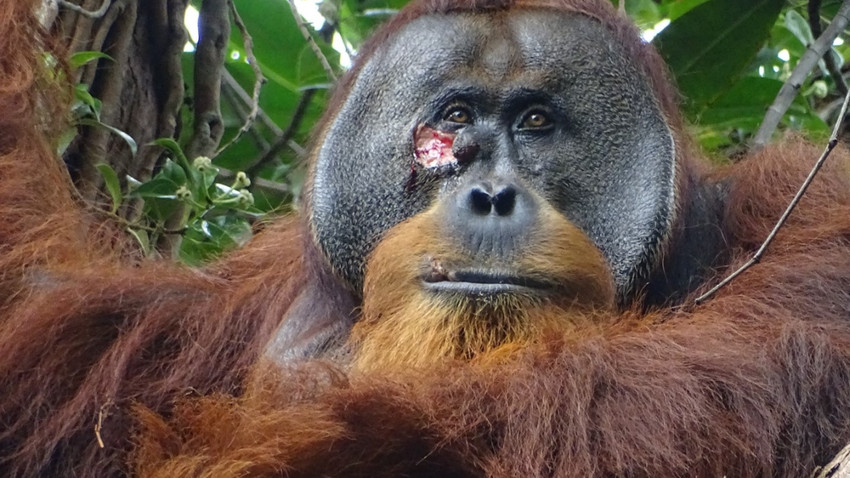Rakus adlı primat yüzündeki yarayı iyileştirmek için şifalı bitki kullandı (Armas via The New York Times)