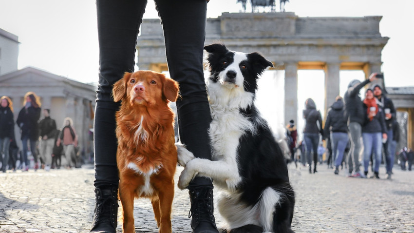 Almanya köpek sahiplerinden yıllık 400 milyon euro vergi topluyor