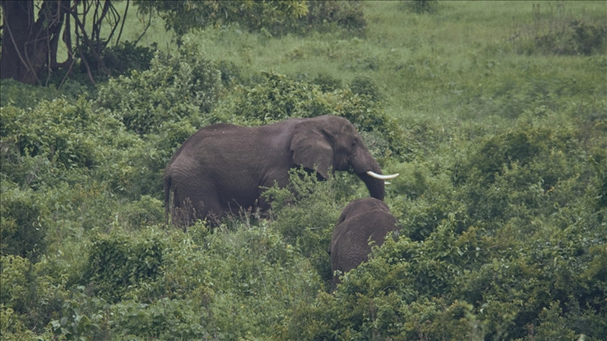 469 farklı ses incelendi: Afrika filleri birbirlerine özel seslerle iletişim kuruyor