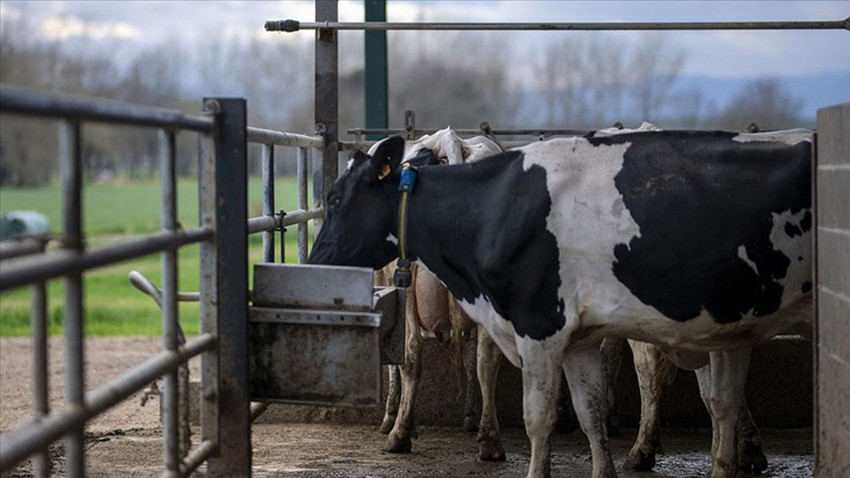 Dünyada ilk: Danimarka çiftlik hayvanlarının saldığı gazlar için vergi alacak