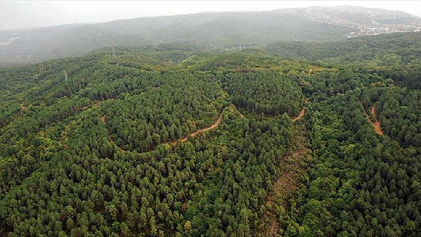 İnsan baskısı olmazsa, Anadolu ormanları iklim değişikliğine direnebilir 