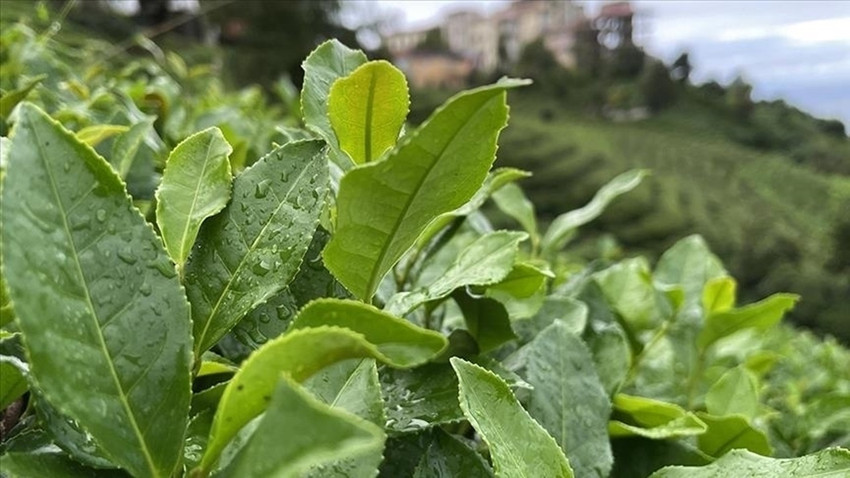 ÇAYKUR duyurdu: Yaş çay alımına kontenjan uygulaması