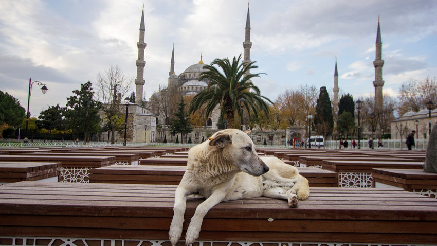 İstanbul’un Sokak Köpekleri'nin yazarı Kuzucu: Yok etme yoluna gidilmesini anlamıyorum