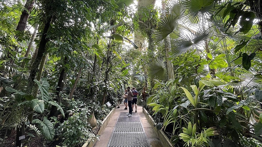 Kew Gardens'ın yarısı iklim değişikliği nedeniyle risk altında