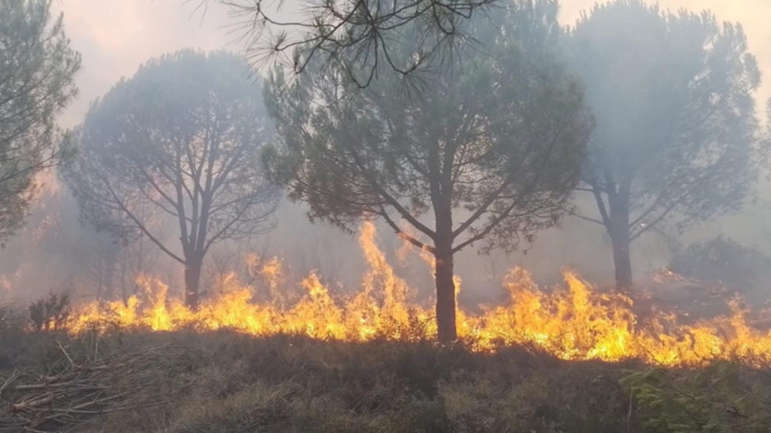 Yalova'da çıkan orman yangınları kontrol altına alındı