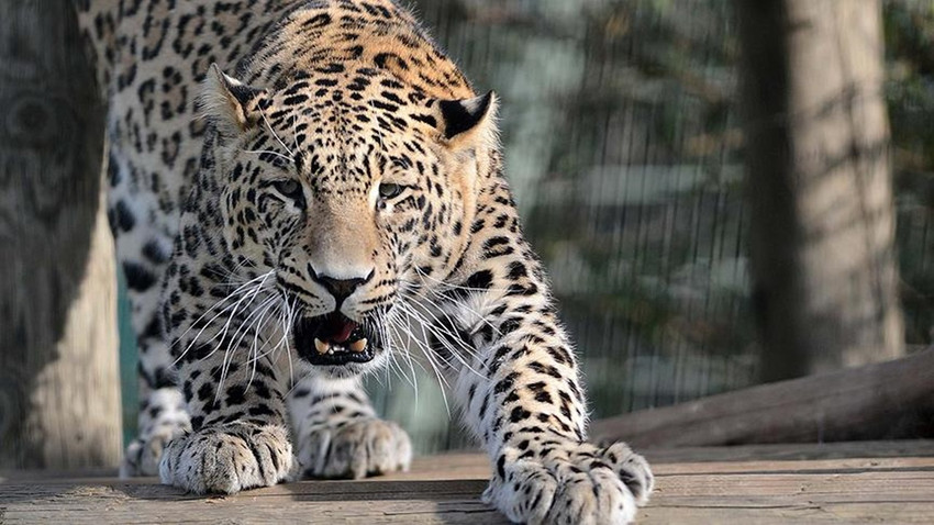 Güney Afrika'da hava üssünde leopar saldırısı: İki asker yaralandı