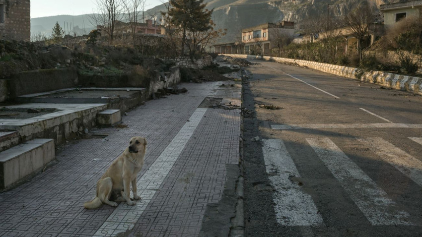 Hasankeyf'te bir sokak köpeği, Türkiye, 23 Şubat 2020 (Mauricio Lima/The New York Times)