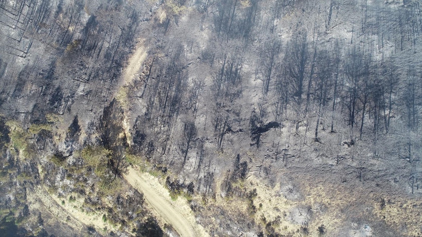 Orman yangınlarıyla ilgili Bolu'da 2, İzmir Tire'de 3 tutuklama