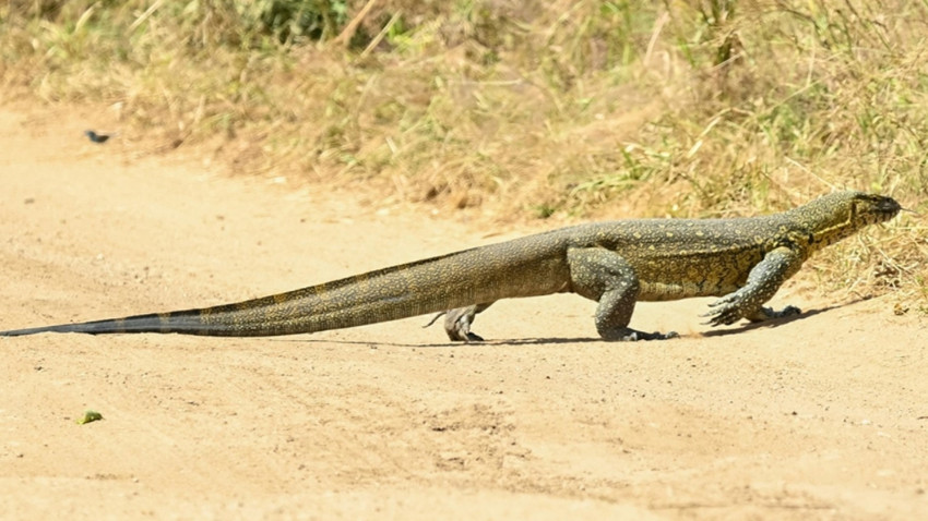 Ege sahillerinde komodo ejderi görüldü iddiası kafaları karıştırdı: Resmi açıklama geldi