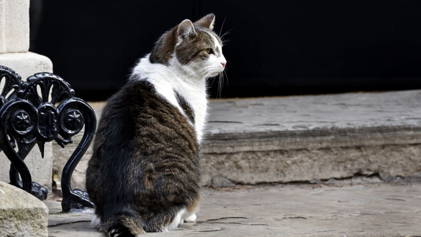 Downing Street'in kedisi Larry 'kral gibi' uğurlanacak