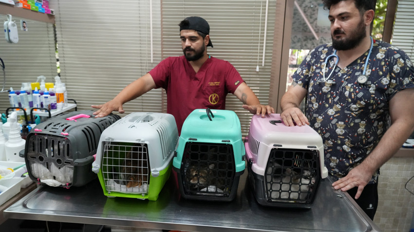 Kadıköy'de sokak hayvanı katliamı: 25 kedi ve köpek zehirlendi