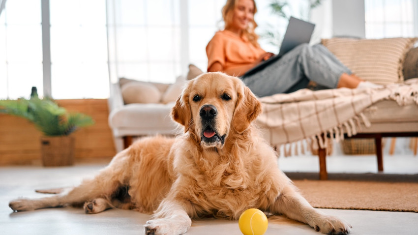 Köpekler sadece insanlara değil, oyuncaklarına da vefalı