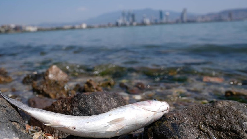 İzmir Körfezi'nde balık ölümleri durmuyor