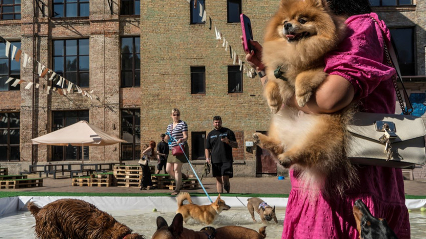 8 Eylül 2024 tarihinde Ukrayna'nın Kiev kentinde düzenlenen PesDay festivalindeki köpekler (Brendan Hoffman/The New York Times)