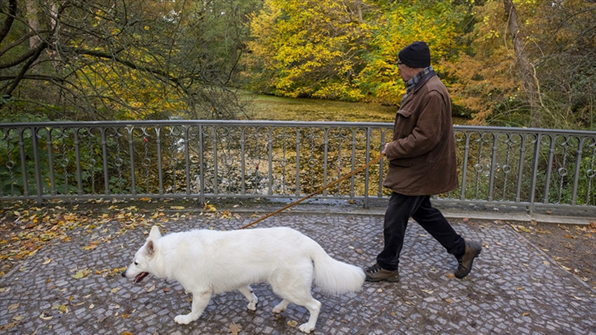 Almanya'da belediyelerin köpek vergisi gelirleri rekor kırdı