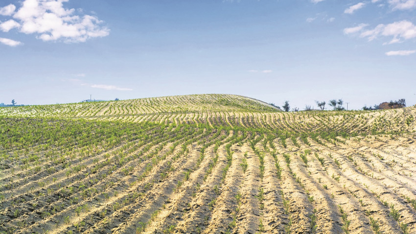 Gıda israfının yolculuğu toprakta başlar