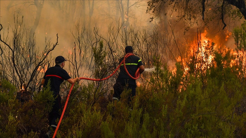 Avustralya'daki yangınlarda hayvan ve bitki popülasyonu yüzde 55 azaldı