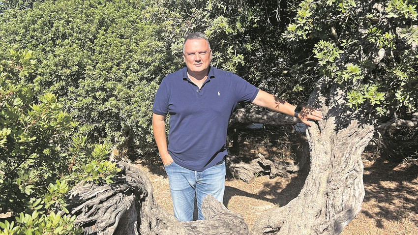 Sakız ağacı anavatanına dönüyor