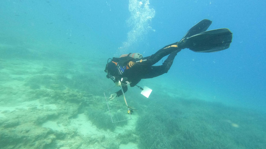 Ege'de yerli makroalg ve deniz çayırları tehlike altında