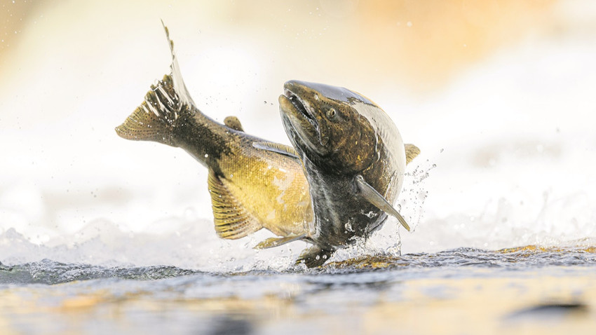 Fırında deniz somonu