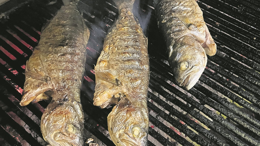 Lüfer İstanbul’dur!