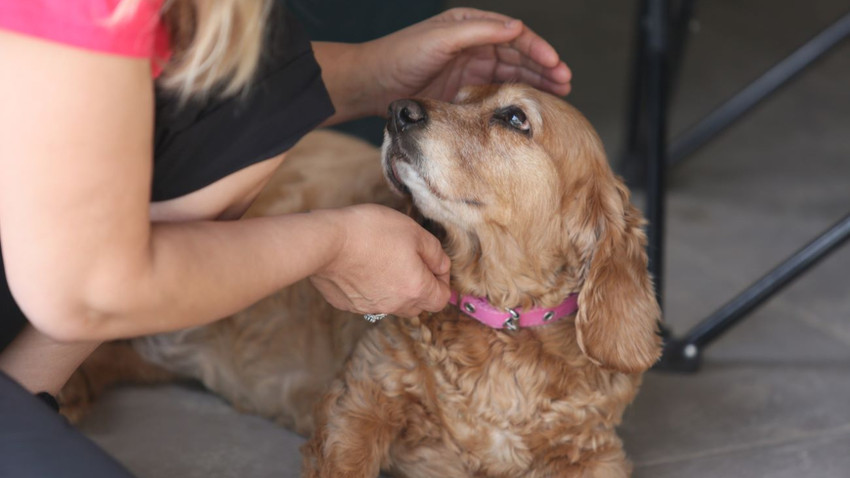 Apartmanda köpek beslemek için yönetici onayı gerek