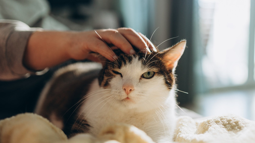 Bilim anlattı: Kediler hakkında yanlış bilinen 4 yaygın efsane