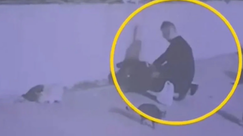 Fatih’te 9 kediyi öldüren sanığın cezası onandı: Tekrar cezaevinde