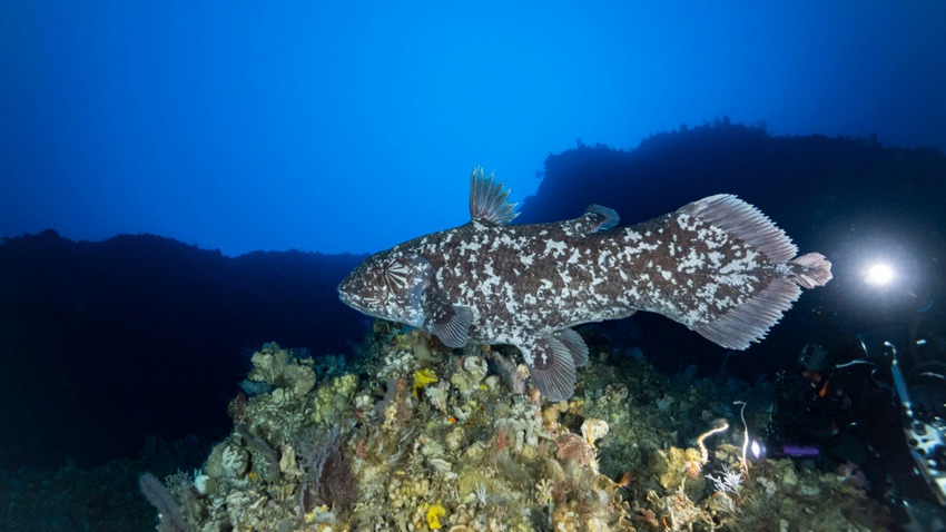 Fotoğraf: Oceanographic Magazine