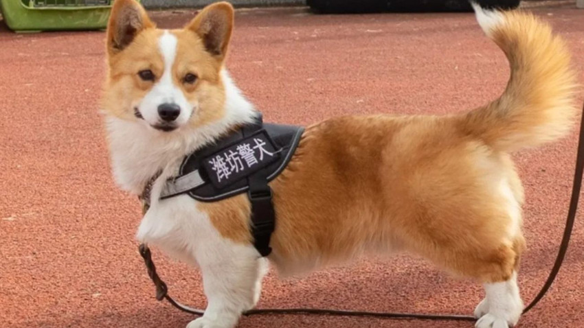 NYT, Çin’in ilk corgi polis köpeğini yazdı: En tatlı başarısızlık