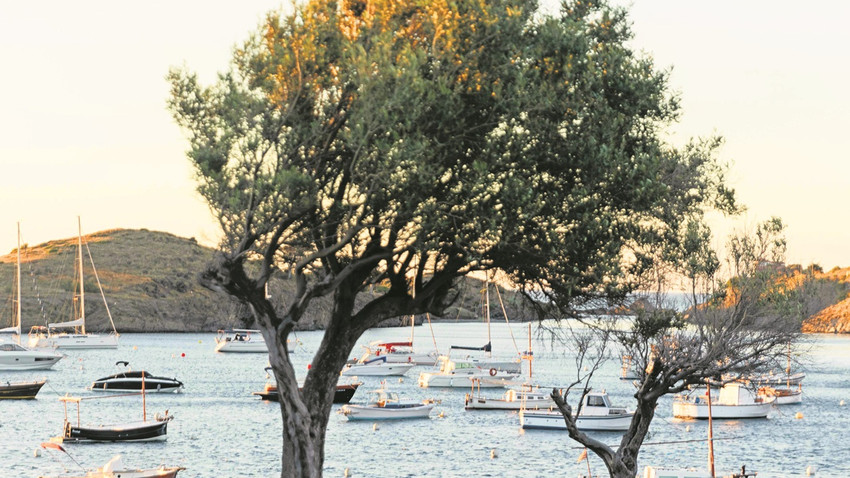 Ayvalık bölgesinde toplamda yaklaşık 1.8 milyon meyve veren zeytin ağacı bulunuyor.