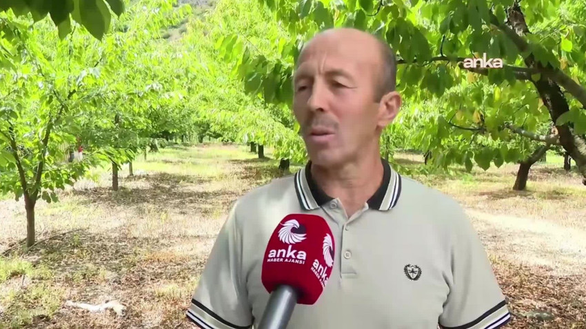 Zirai dondan bahçesi yanan çiftçi Amasya’dan seslendi: 5 ton kirazım oluyordu, bugün bir tane bile meyve yok