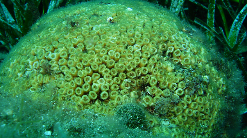 Türkiye'nin siyah ve taş mercanları koruma altında